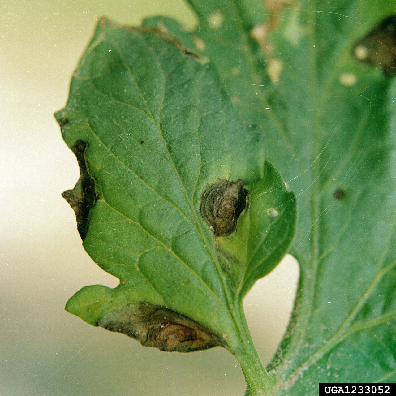 Tomato leaf with early blight lesions